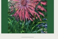 Corn-Flowers-AA-8256-800