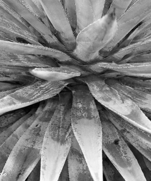 DD_2044_25 nikon LS5000 Silverfast aloe plant BW