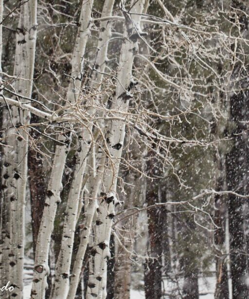 DD_Aspens BW (32)
