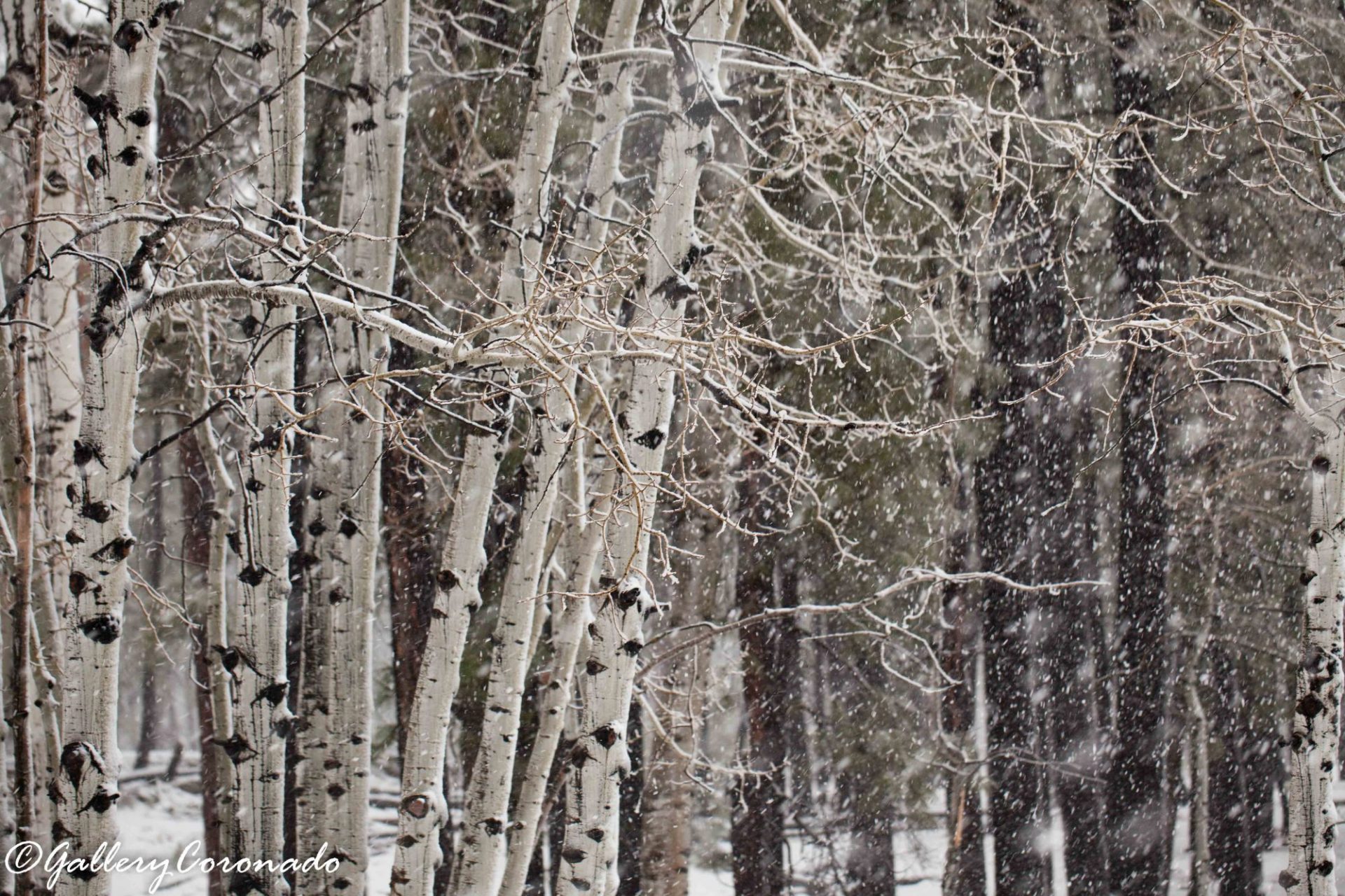 DD_Aspens BW (32)