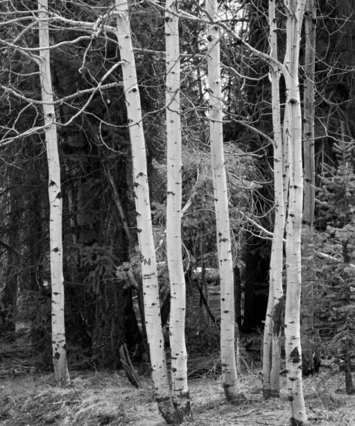 DD_Aspens_Mogollon_4795_bw