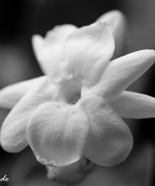 DD_BW_flower_confederate_jasmine_1259