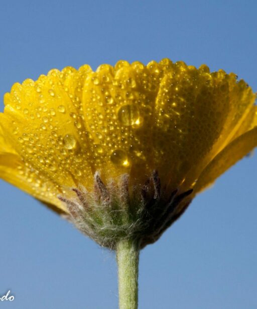 DD_Flower_bottom_2559a DavidD-2sRGB +blue