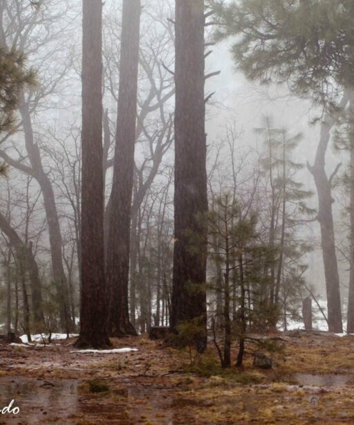 DD_Foggy Trees