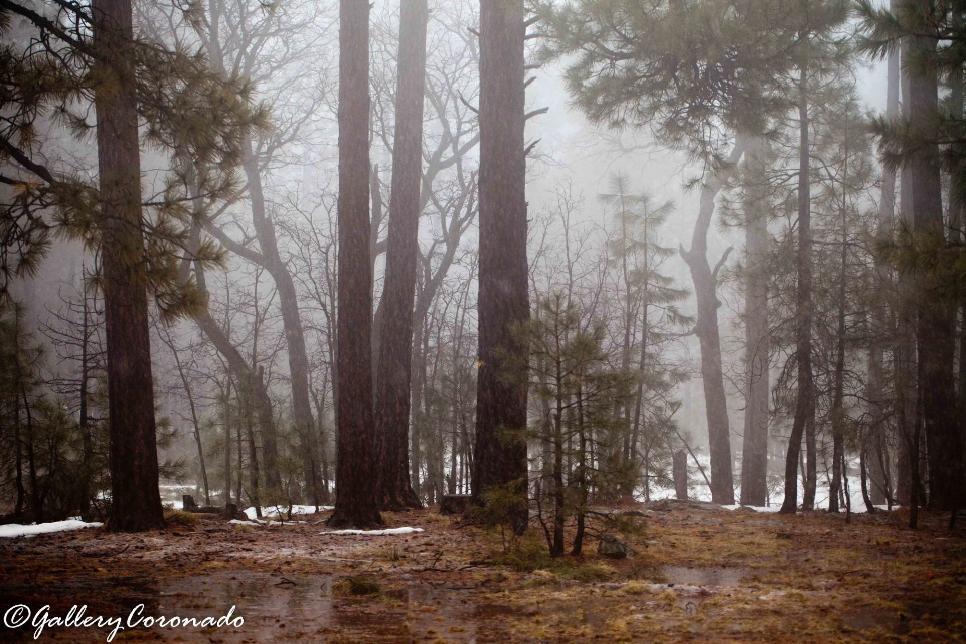 DD_Foggy Trees