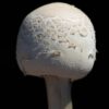 DD_Mushroom_283C7227DD-2sRGB