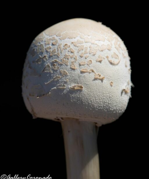 DD_Mushroom_283C7227DD-2sRGB