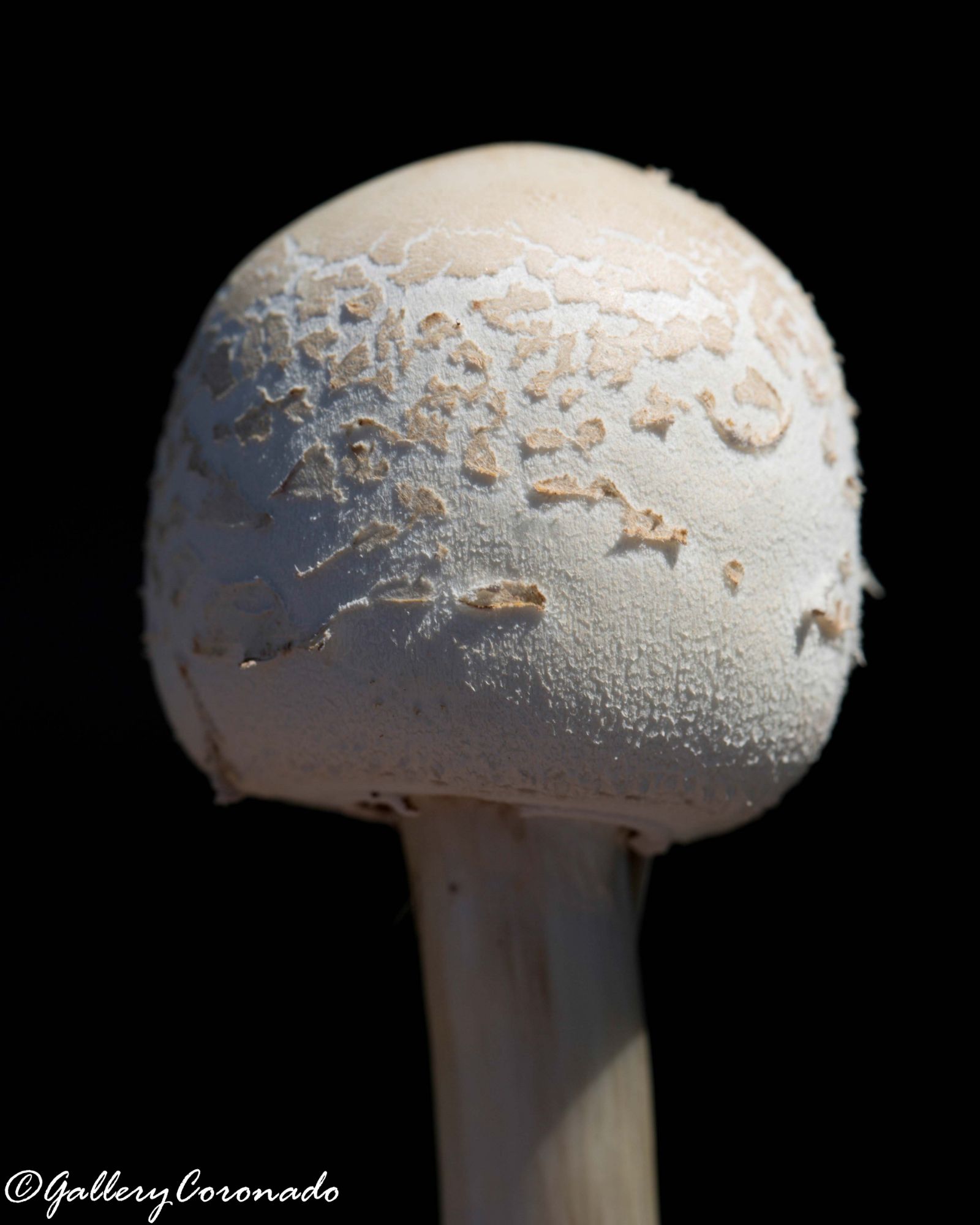 DD_Mushroom_283C7227DD-2sRGB