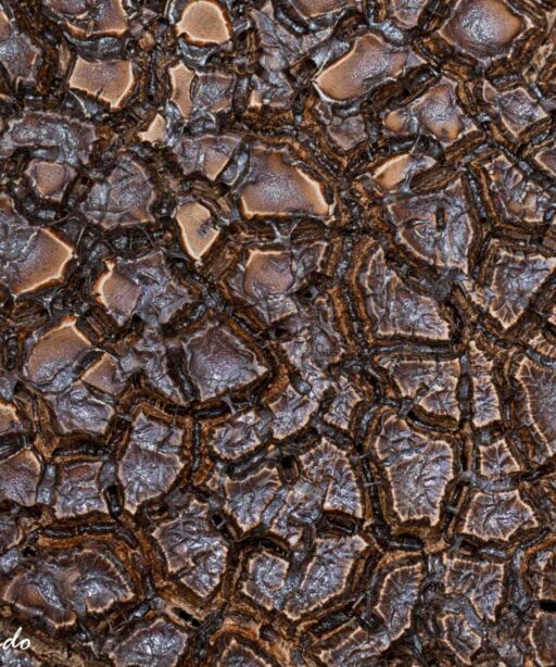 DD_Paint_texture_3122