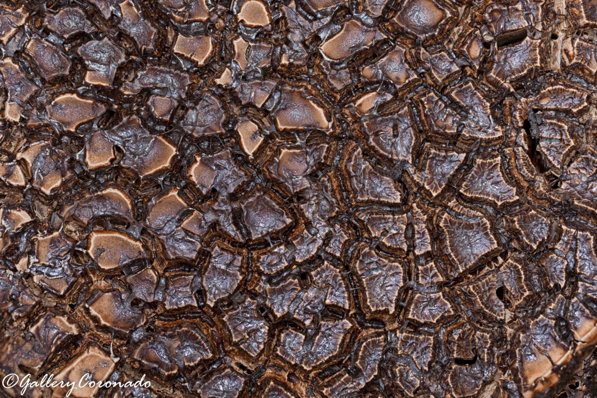 DD_Paint_texture_3122