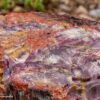 DD_Petrified_AI bigr cf Wood_Petrified_Forest_4955