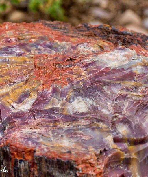 DD_Petrified_AI bigr cf Wood_Petrified_Forest_4955