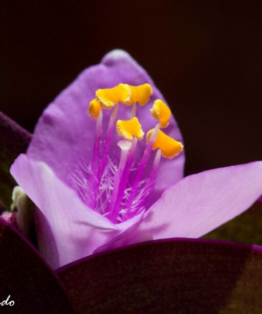 DD_Purple_AV_3157-2sRGB