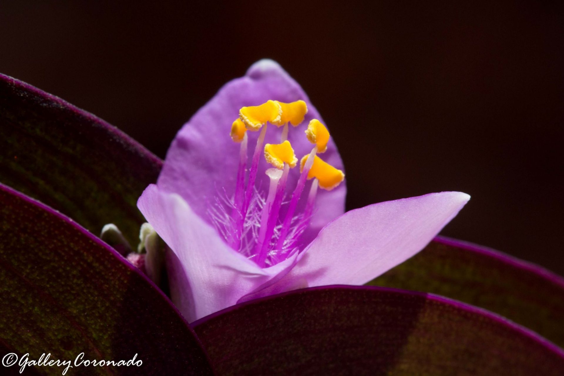 DD_Purple_AV_3157-2sRGB