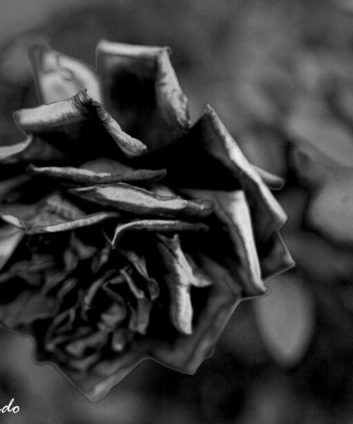 DD_Rose BW photo (62)