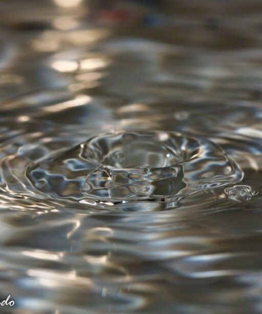 DD_WaterMacro_0541_DD