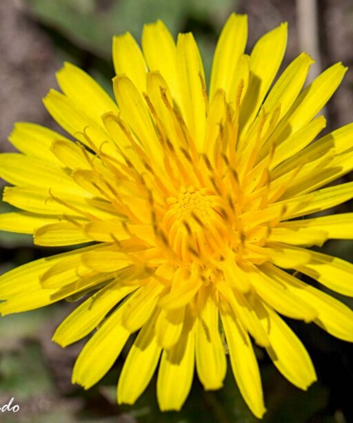 DD_Yellow_flower_Greer_4743cf ProC DetE