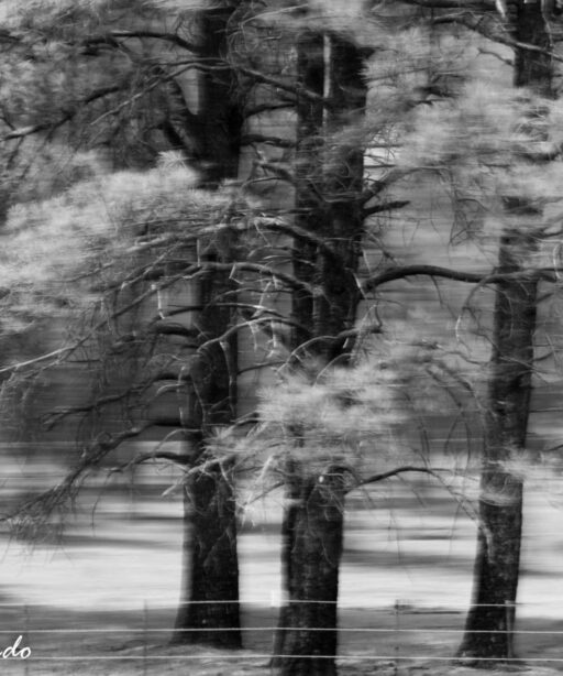 DD_blur_pine_trees_AV_4808_bw