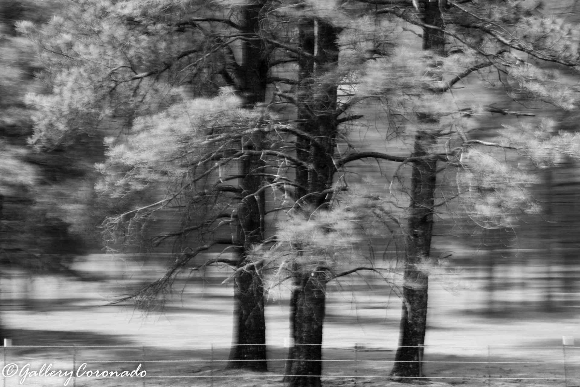 DD_blur_pine_trees_AV_4808_bw