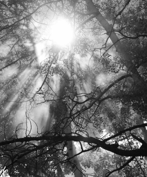 DD_flare_angel_rays_forest_trees_sun_smoke_fog_DD1_4337_bw