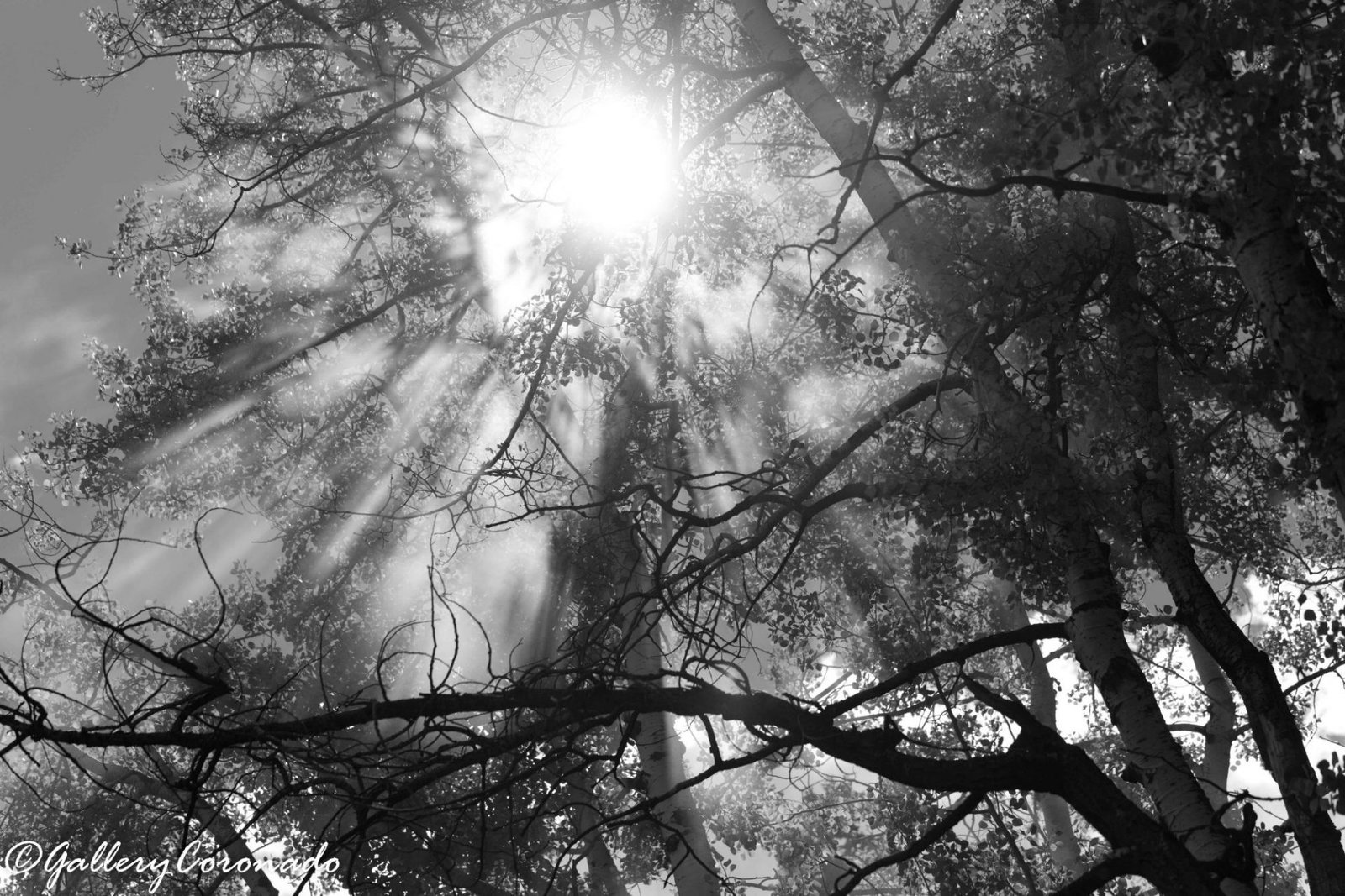 DD_flare_angel_rays_forest_trees_sun_smoke_fog_DD1_4337_bw - GalleryCoronado