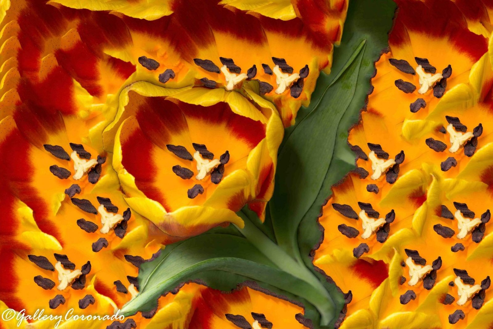 DD_flower A! PRINTyes _storeBought_orange_DD2_9611_colorful_fave-sharpen-sharpen - GalleryCoronado