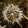 DD_flower_ 11x16 dandilion_seeds_Devils_canyon_4323-2