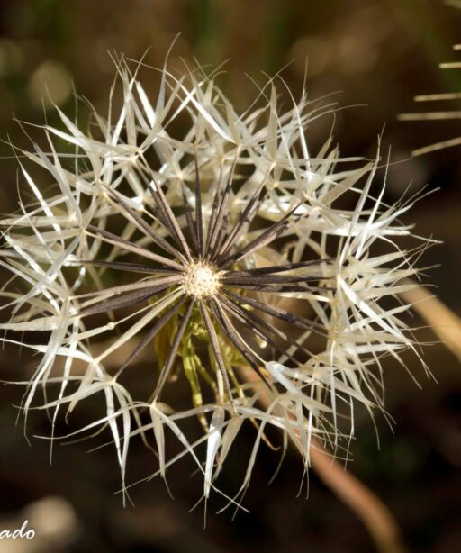 DD_flower_ 11x16 dandilion_seeds_Devils_canyon_4323-2