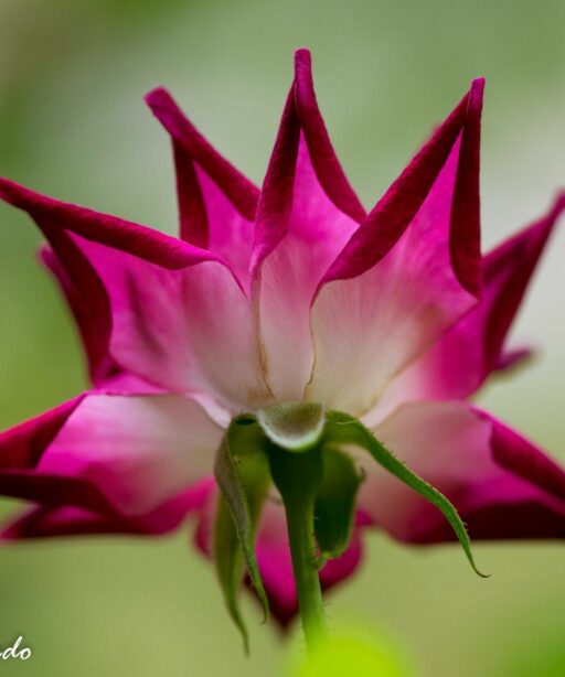 DD_flower_red_back_Guadalupe_2650