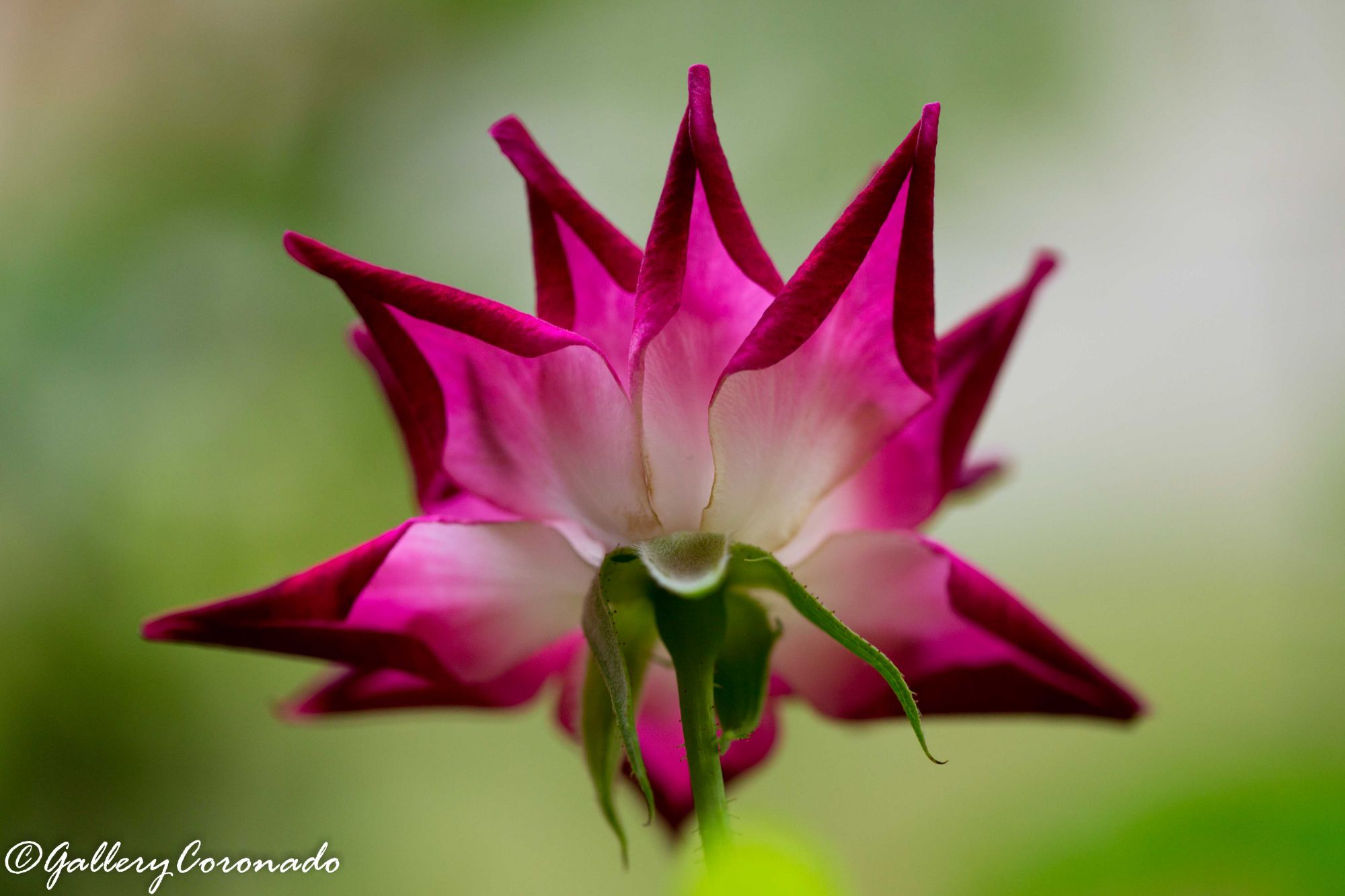 DD_flower_red_back_Guadalupe_2650