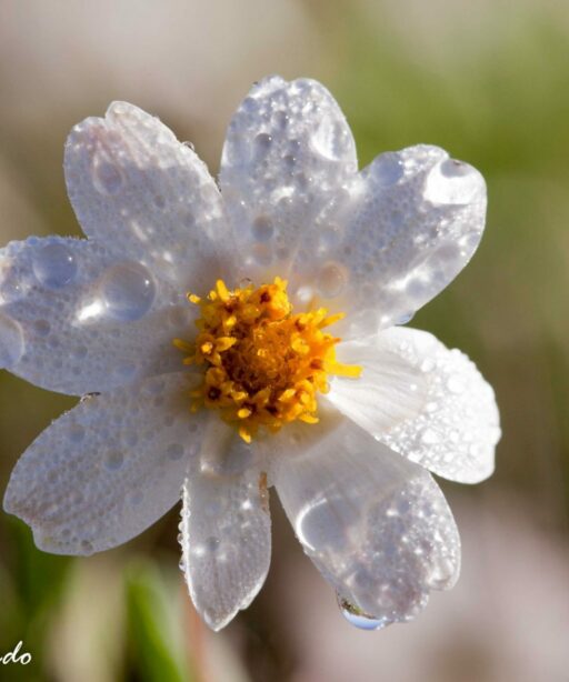 DD_flower_white_fac05_o-2sRGB