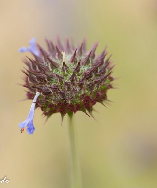 DD_flower_yellow_sharpr flower 8553 PL ed_close_spines_BartlettLake_DD2_8549 2