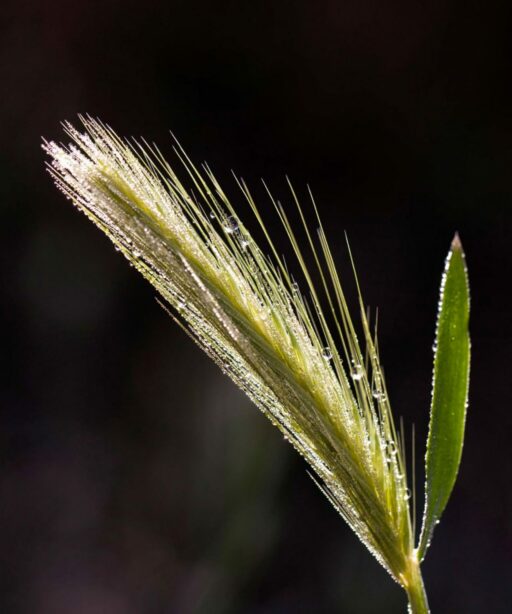 DD_grass palm 16x24 Ai water weed 271e_o