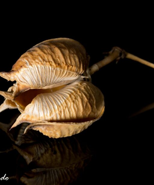DD_seed_pods_plant_6576_2sRGB