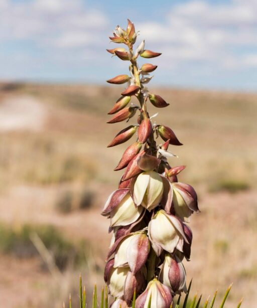 DD_succulent_flowers_Petrified_Forest_5088 cont
