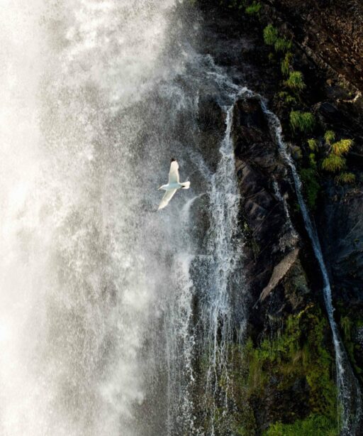 DD_waterfall cf TON REV_bird_water_FAVE_7847-1-2 eye_