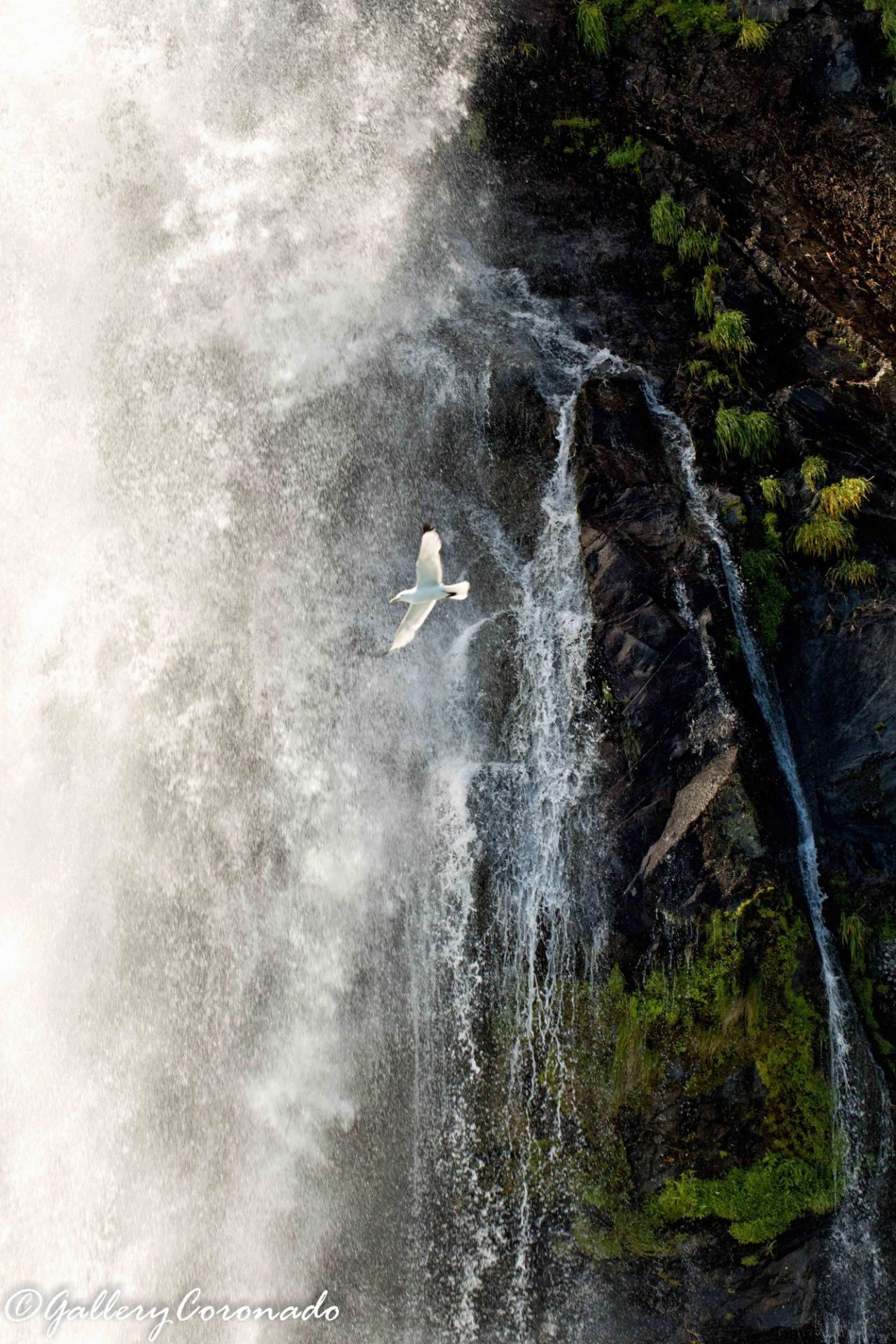 DD_waterfall cf TON REV_bird_water_FAVE_7847-1-2 eye_