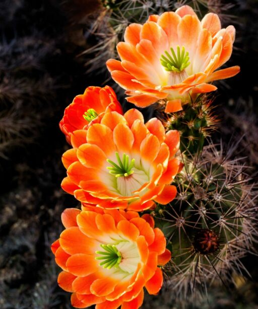 FS_Orange cactus Ai 0604cf Frank S PL edit