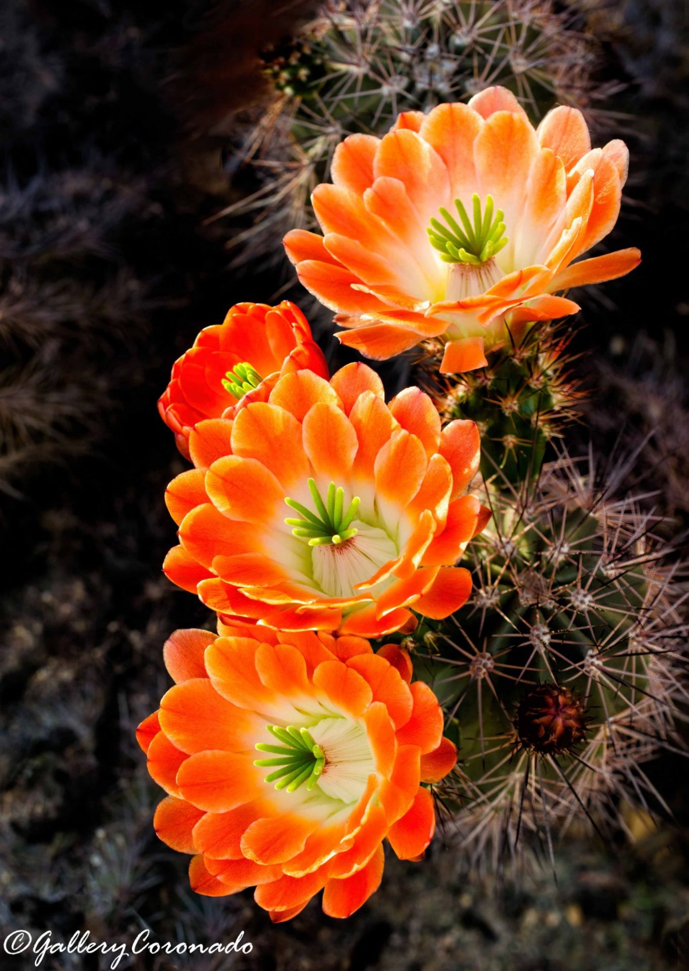 FS_Orange cactus Ai 0604cf Frank S PL edit
