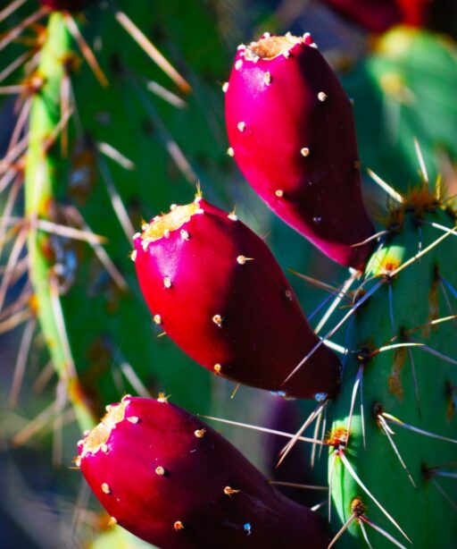 FS_cactus bud sRGB 6818 pl ltr