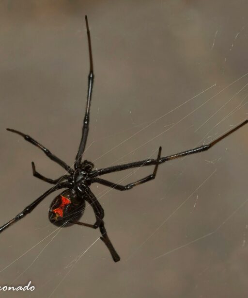 PL-Black Widow Ai 8512 2