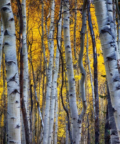 PL_Aspen sRGB tree trunks 6979 hd3