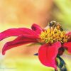 PL_Bee_red Ai Yellow flower ID 1267cf PL-2sRGB +yel red