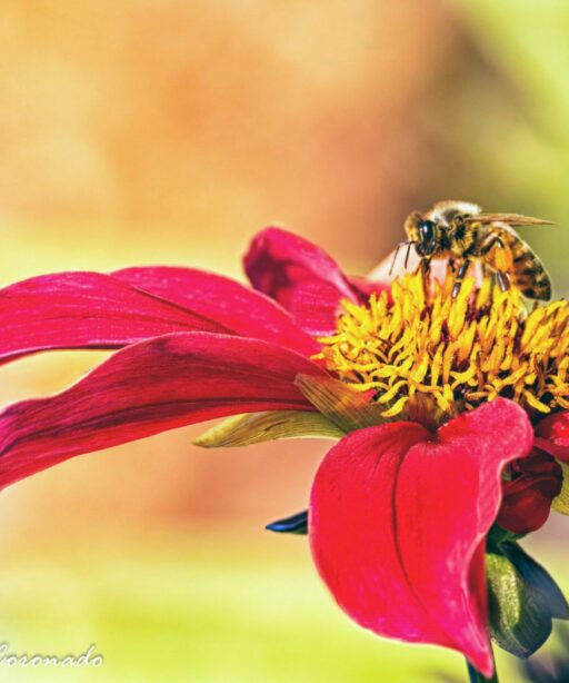 PL_Bee_red Ai Yellow flower ID 1267cf PL-2sRGB +yel red