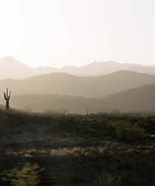 PL_Bumble saguaro 10x24 bee pano0761 0778c