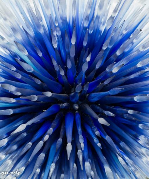 PL_Chihuly blue white glass center 3139-2sRGB