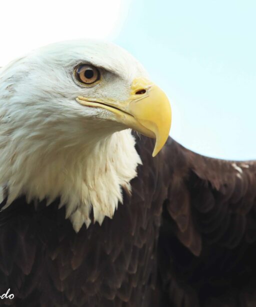 PL_Eagle Eye AI 6018