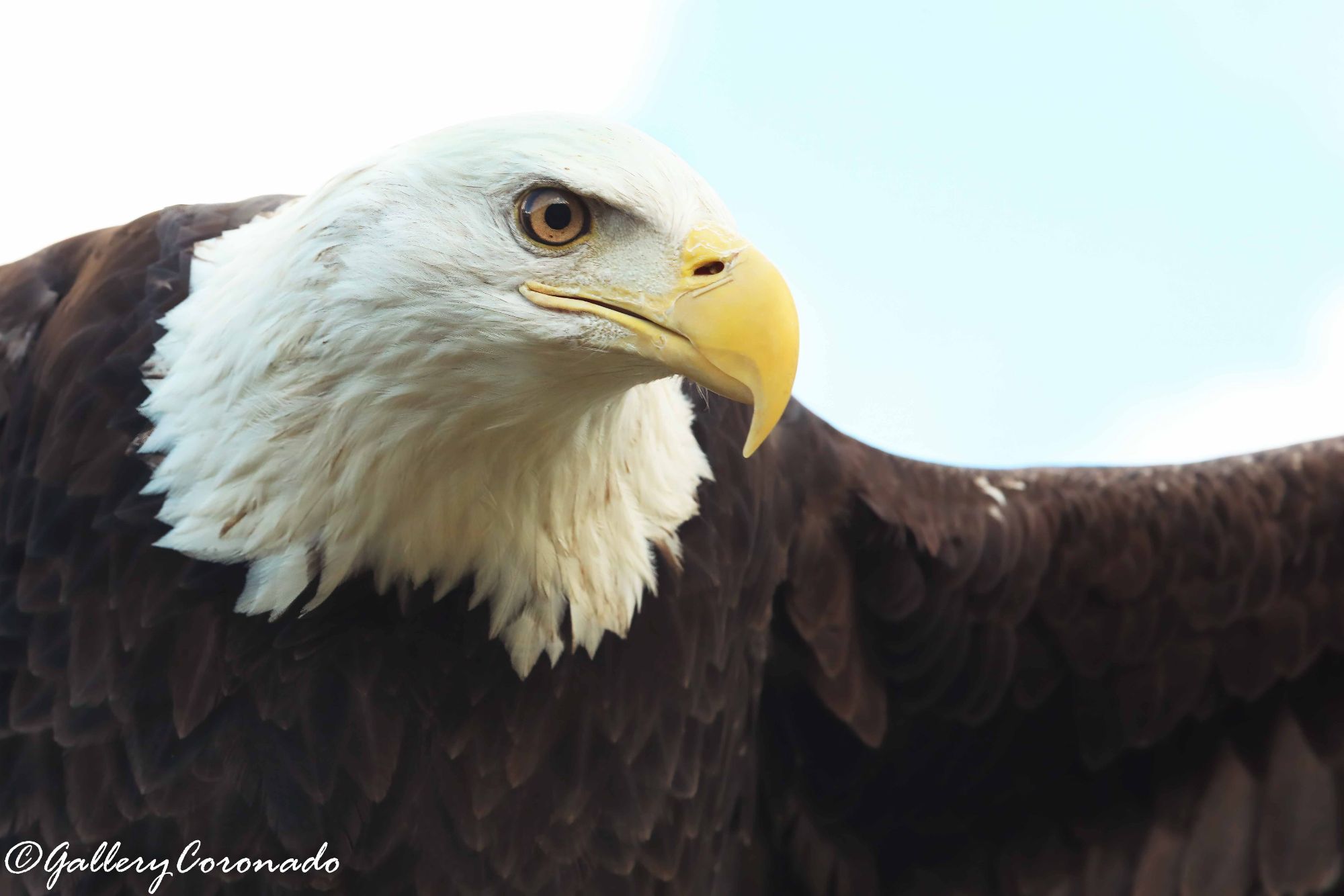 PL_Eagle Eye AI 6018