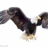 PL_Eagle Fly Ai wing spread 6277 598 rv