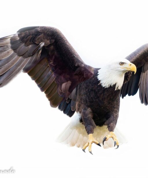 PL_Eagle Fly Ai wing spread 6277 598 rv